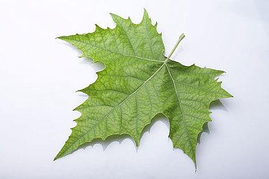 经营管理游戏《汽修经理》上架Steam 支持中文